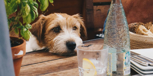 Best Dog Cafes in Singapore: 15 Pet-Friendly Spots to Visit