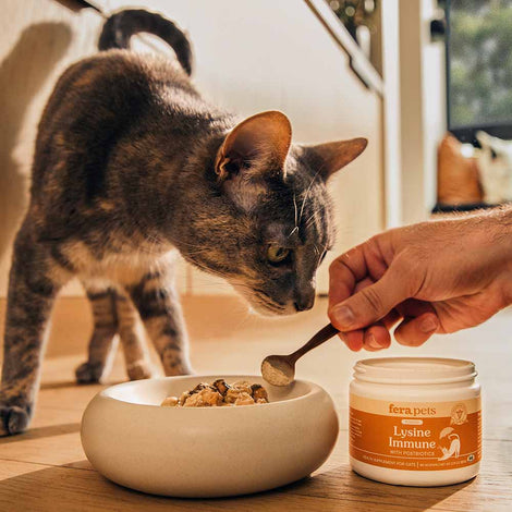 Fera Pets Supplements — Boost Your Pet’s Health Holistically!