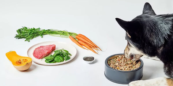 The Beginner's Guide to Premium Cooked Dog Food: Why Freshness Matters