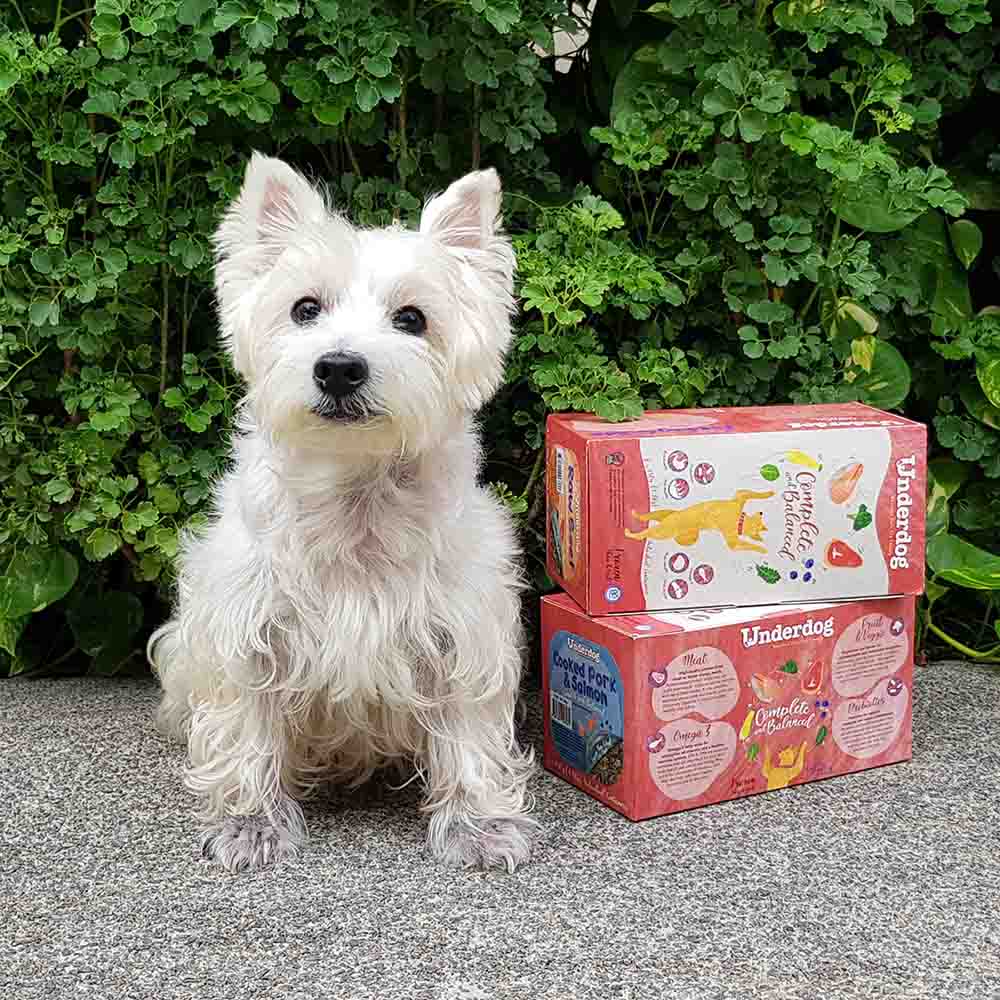 From One Pet Lover to Another, Welcome to Kohepets!