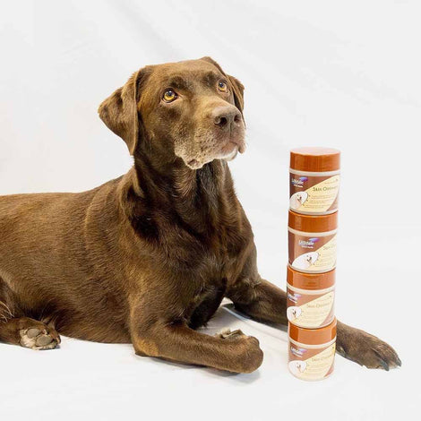 Lillidale Wound Care For Cats & Dogs — First Aid Kit Essentials For Every Pet Owner!