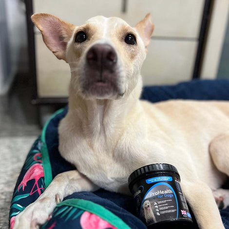 Lillidale ProHealth Dog Supplement — Boost Your Dog’s Overall Health With 14 Active Ingredients!