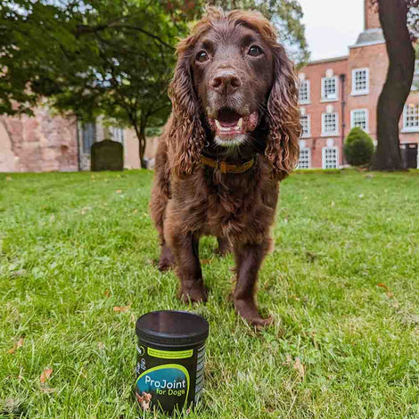 Lillidale ProJoint Joint Supplement For Cats & Dogs — With A 30-Day Money Back Guarantee!