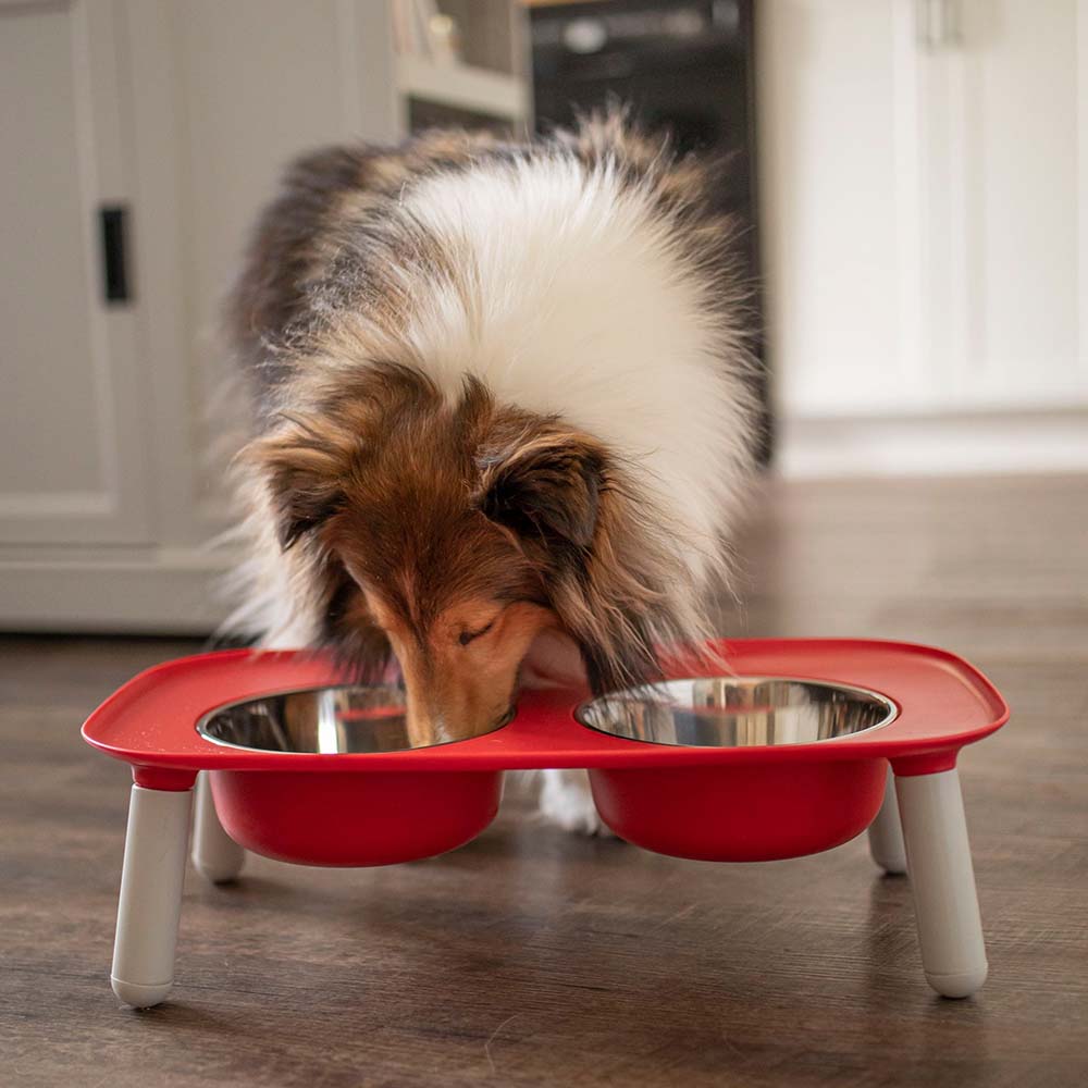 Messy Mutts, Messy Cats & Totally Pooched