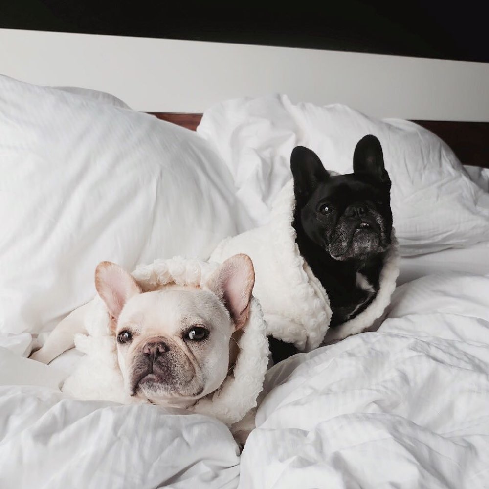 Moshiqa Pet Accessories — Luxury Fashion For Pets